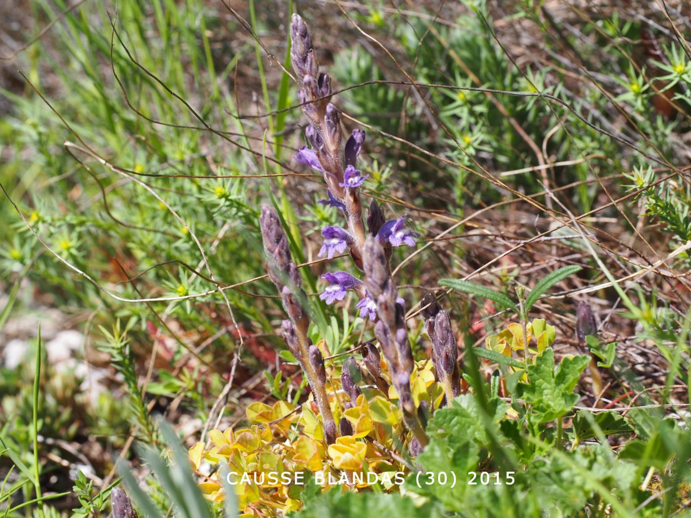 Broomrape, Dwarf plant